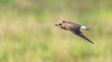 Doğu Pratincole uçuşu bulanık yeşil alan arka planında izole edildi