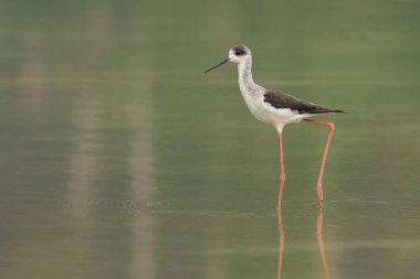Siyah kanatlı Stilt sığ sularda yüzüyor