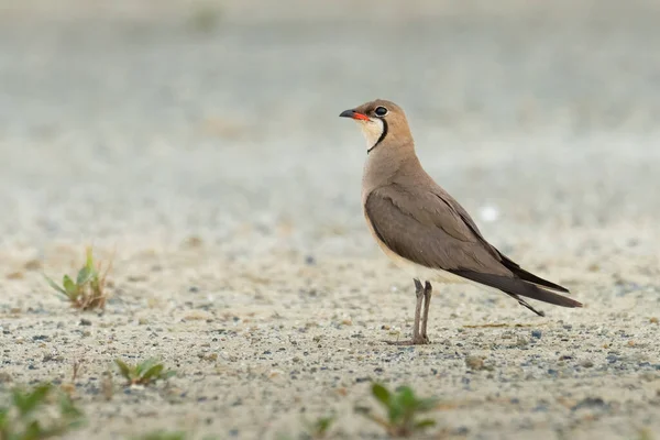 Orientalische Pratincole Steht Auf Dem Boden Und Blickt Die Ferne — Stockfoto