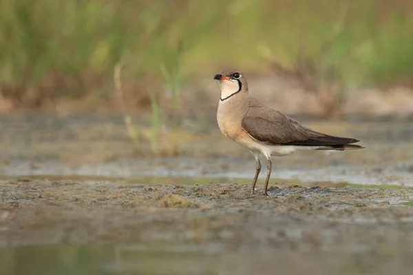 Orientalische Pratincole Steht Auf Schlammigem Boden Und Blickt Die Ferne — Stockfoto