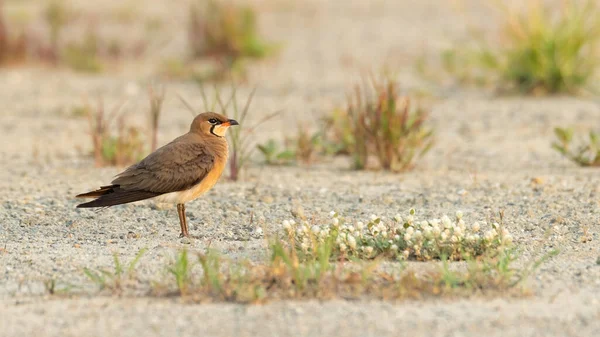 Orientalische Pratincole Steht Auf Dem Boden Und Blickt Die Ferne — Stockfoto