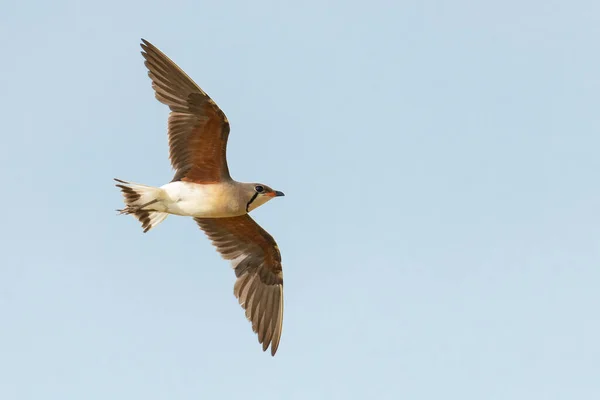 Oosterse Pratincole Vlucht Geïsoleerd Blauwe Achtergrond — Stockfoto