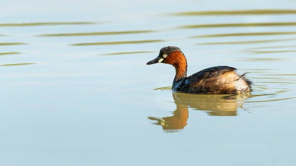 Little Grebe Pływa Stawie Patrząc Oddali — Zdjęcie stockowe