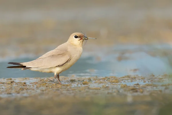 Kleine Pratincole Steht Auf Schlammigem Wasserloch Mit Einer Libelle Schnabel — Stockfoto