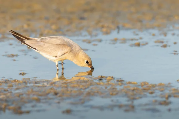 Petite Pratincole Eau Potable Trou Eau Boueux Tôt Matin — Photo