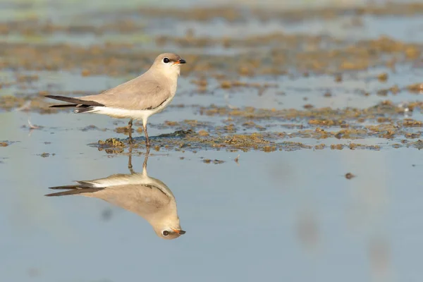 Pequeño Pratincole Pie Pozo Agua Fangoso Mirando Una Distancia —  Fotos de Stock