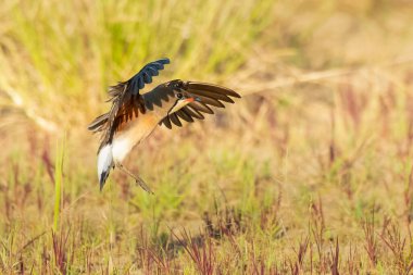 Doğulu Pratincole kanatlarını açıp araziye iniyor.