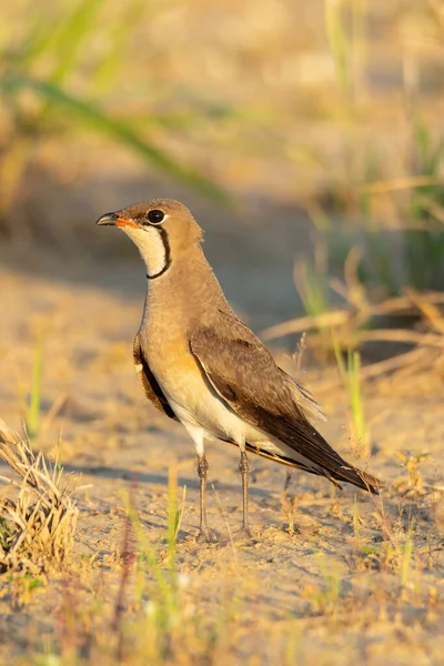 Pratincole Orientale Debout Sur Champ Sec Regardant Loin Avec Lumière — Photo