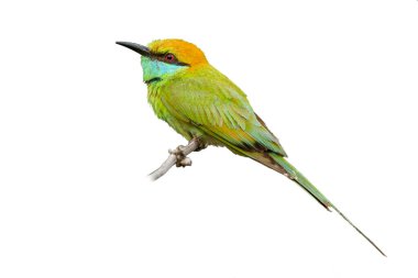 Beyaz arka planda izole edilmiş bir tüneğe tüneyen yeşil arı yiyici.