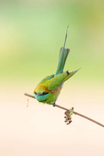 Green Bee Eater Perching Perch Isolated Blurred Green Earth Tone — Stock Photo, Image