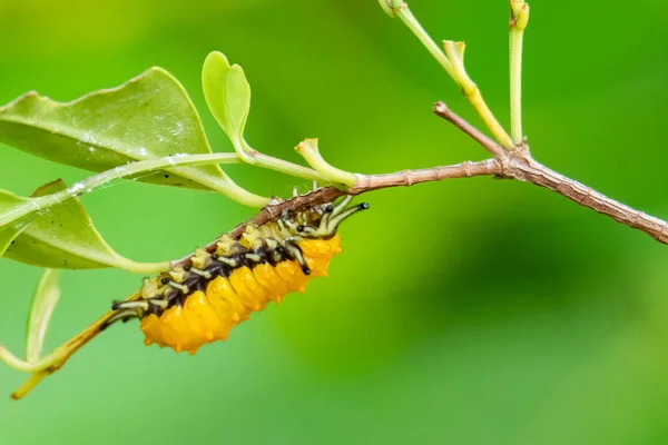 Żółta Gąsienica Grzędzie Wyizolowana Zielonym Tle — Zdjęcie stockowe