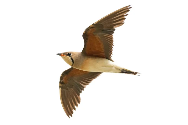 Восточный Pratincole Полете Крыльями Полностью Растянуты Изолированы Белом Фоне — стоковое фото