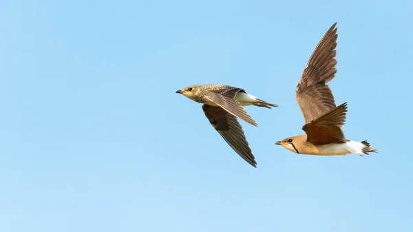 Νεαρός Και Ενήλικος Oriental Pratincole Κατά Την Πτήση Απομονωμένος Γαλάζιο — Φωτογραφία Αρχείου