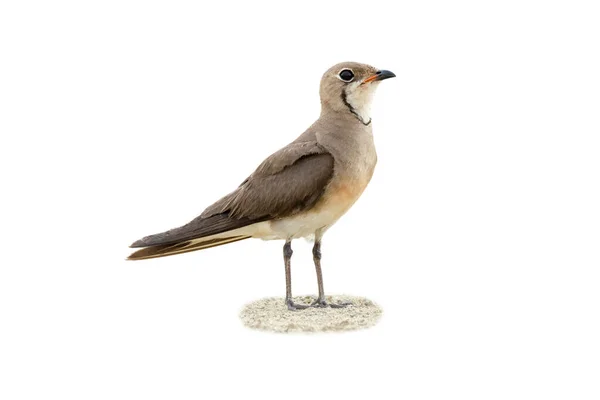 Восточный Pratincole Стоя Глядя Расстоянии Изолированы Белом Фоне — стоковое фото