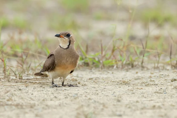 Orientalische Pratincole Sitzt Auf Den Knien Und Blickt Die Ferne — Stockfoto