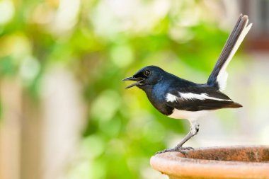 Doğulu Saksağan Robin kilden bir kaseye tüneyip kuyruğunu kaldırıyor.