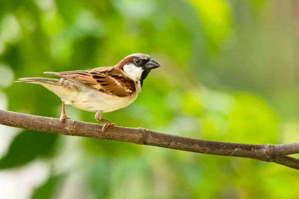 Männlicher Haussperling Hockt Auf Einem Barsch Und Blickt Die Ferne — Stockfoto