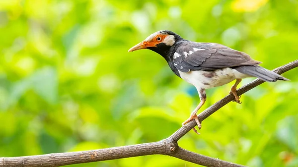 Asijské Pied Myna Sedí Bidýlku Při Pohledu Dálky — Stock fotografie