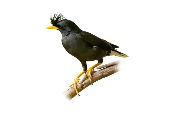 Myna Ventilación Blanca Posada Sobre Una Percha Aislada Sobre Fondo — Foto de Stock