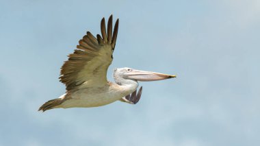 Kanatlarını açarak uçan iki benekli pelikan