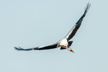 Asyalı Openbill Leyleği kanatlarını çırpıyor