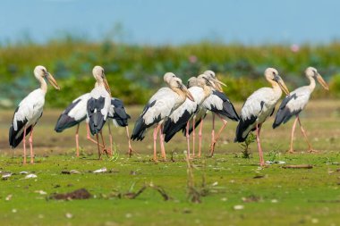 Bir grup Asyalı Openbill Stork sabah geç saatlerde göl kıyısında toplanıyor.