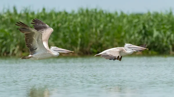 Zwei Pelikane Flug Über Der Wasseroberfläche — Stockfoto