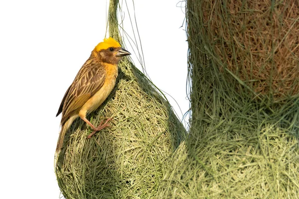 Male Baya Weaver Perching Nest Isolated White Background — Zdjęcie stockowe