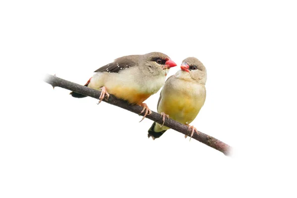Couple Juvenile Red Avadavat Perching Perch Isolated White Background — Stock fotografie