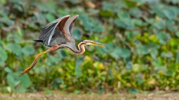 Purpurreiher Flug Mit Halb Ausgestreckten Flügeln — Stockfoto