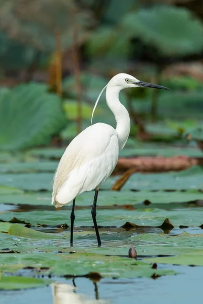 Little Egret Poleiro Folha Lótus Olhando Para Uma Distância — Fotografia de Stock