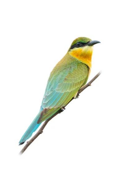 Mládež Blue Tailed Bee Eater Sedí Bidýlku Dívá Dálky Izolované — Stock fotografie