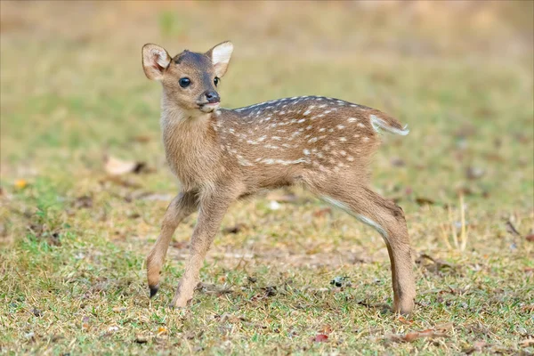 Juvenile Hog Deer Standing Lawn Looking Distance — Stock Photo, Image