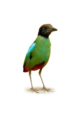 Kapüşonlu Pitta tam vücut pozunda, dikkat çekici renkli tüyler ve uzun bacaklar, vahşi yaşam ve doğa temalı stok fotoğrafçılığı için ideal.