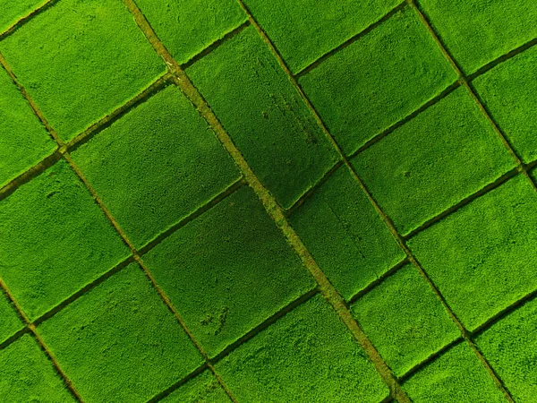 Dron pirinç alanından hava Üstten Görünüm