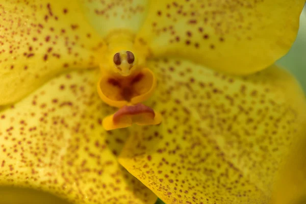 Thai orchid från Suan Pueng orchid farm — Stockfoto