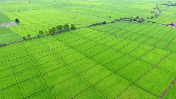 Modèle de champ de riz — Photo