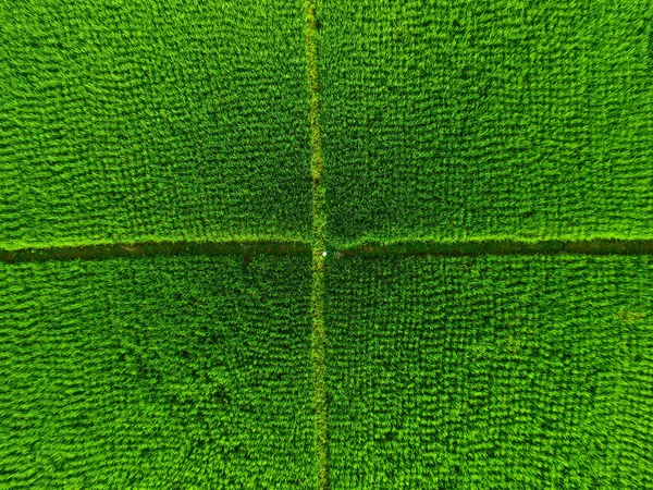 Patrón de campo de arroz —  Fotos de Stock