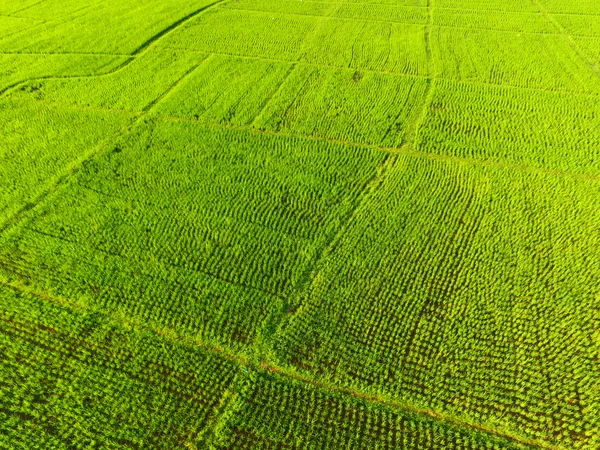 Rice field pattern Stock Photo by ยฉphichaklim1.gmail.com 90429254 Biology Diagrams