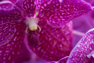 Suan Pueng orkide çiftlik Orkide Tay