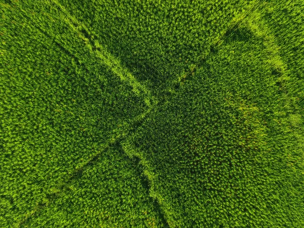 Padrão de campo de arroz — Fotografia de Stock