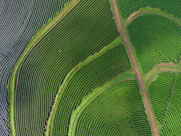 Çay plantasyon Chiangrai, Tayland