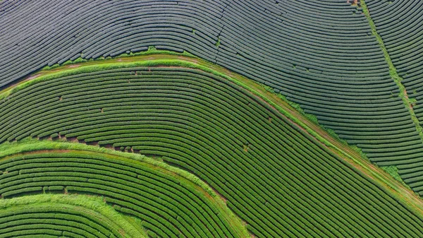Çay plantasyon Chiangrai, Tayland