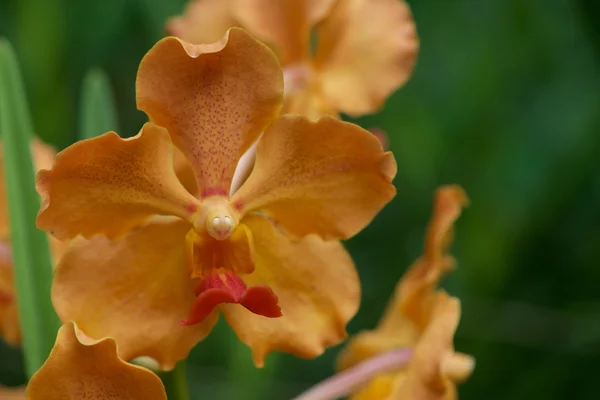 Thai orchid från Suan Pueng orchid farm — Stockfoto