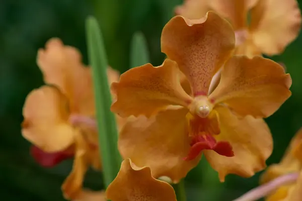 Thai orchid från Suan Pueng orchid farm — Stockfoto