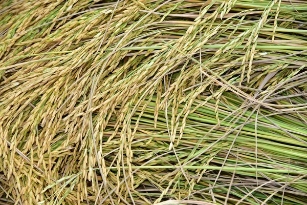 Thai rice ear — Stock Photo, Image