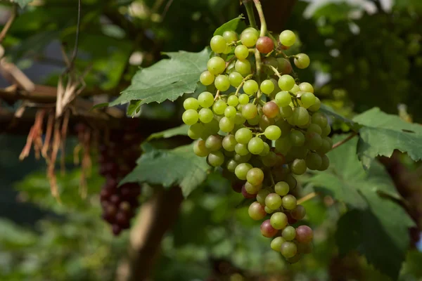 Mae KHI, Chiang Mai, Tayland Tayland mahzeninde