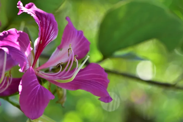 Tajski orchid z gospodarstwa Suan Pueng storczyk — Zdjęcie stockowe