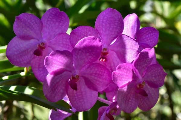 Thai orchid från Suan Pueng orchid farm — Stockfoto