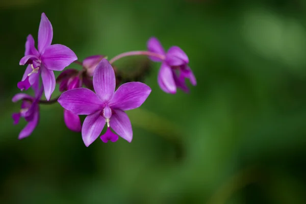 Orquídea tailandesa da fazenda de orquídeas Suan Pueng — Fotografia de Stock